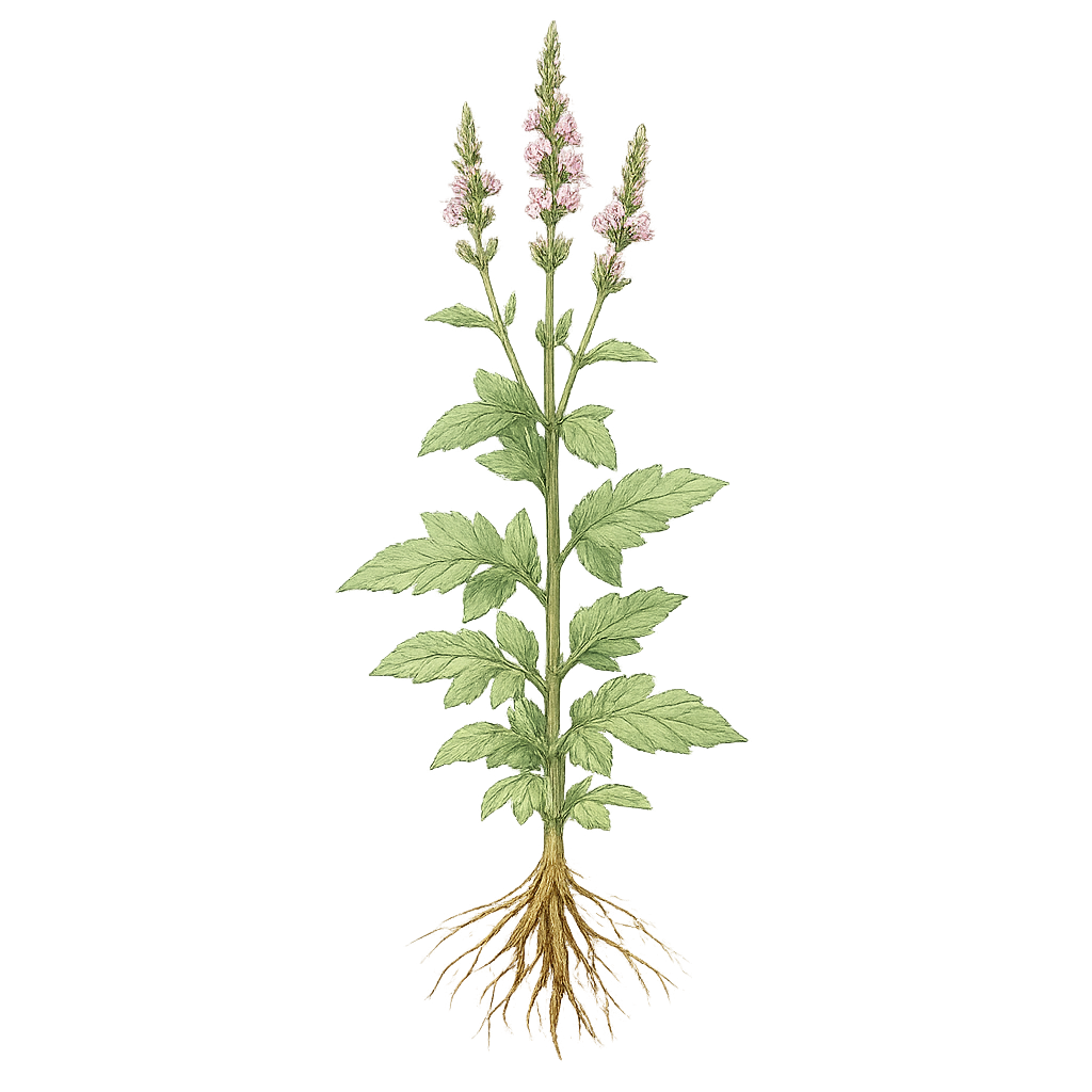 Verbena lekárska